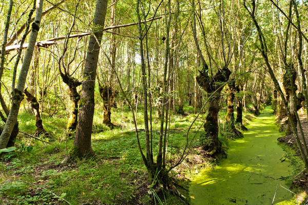 Marais de Galuchet - Alex Giraud