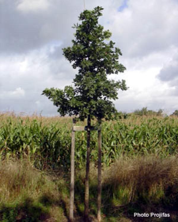 Chêne "Quercus robur"