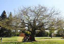 arbre26 Murier platane