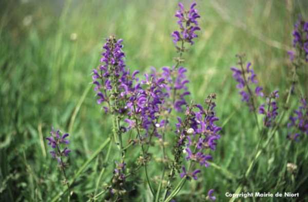 Fleurs le long du parcours de Romagné
