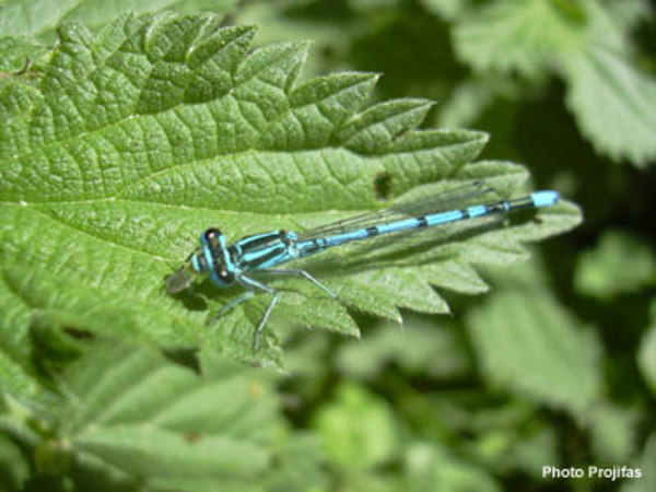"Coenagrion puella"
