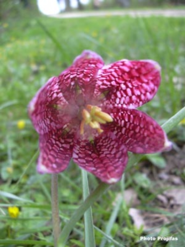Fritillaire pintade
