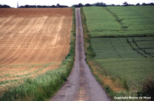 Chemin entouré par deux champs
