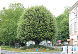 arbre01 Chêne vert