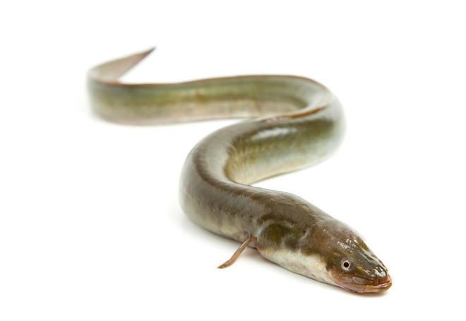 Sortie nature : Anguilles et migrateurs de la Sèvre niortaise