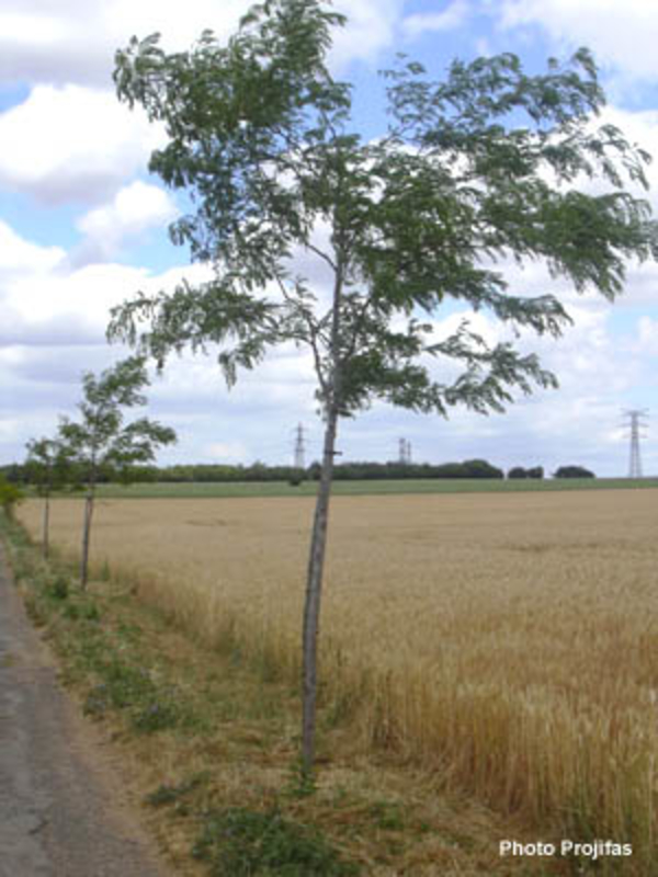 Féviers ("Gleditsia")