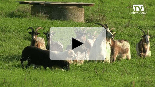Éco-pâturage au Vallon d'Arty