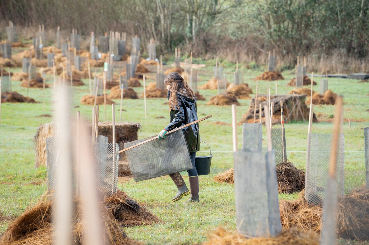Une participante transporte un protège-plant et un seau parmi des dizaines de jeunes arbres tuteurés et paillés sur le site de plantation