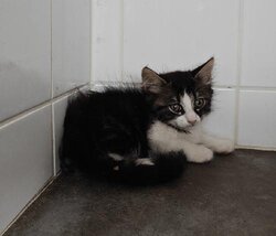 Photo d'un(e) EUROPEEN CHATON