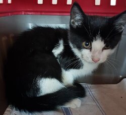 Photo d'un(e) EUROPEEN CHATON