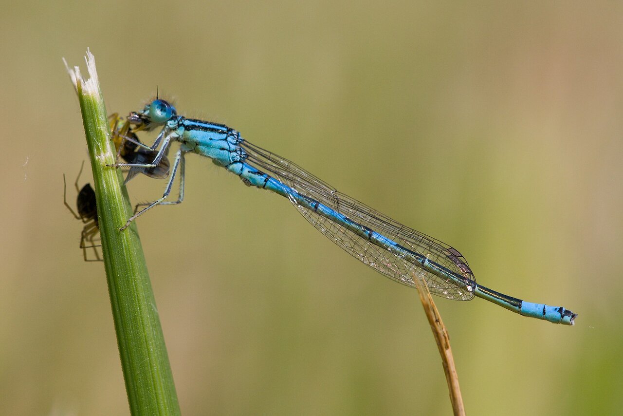  Agrion mignon © Dainty Bluet