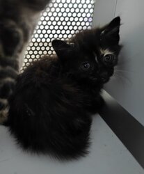 Photo d'un(e) EUROPEEN CHATON