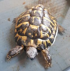 Photo d'un(e) TORTUE
