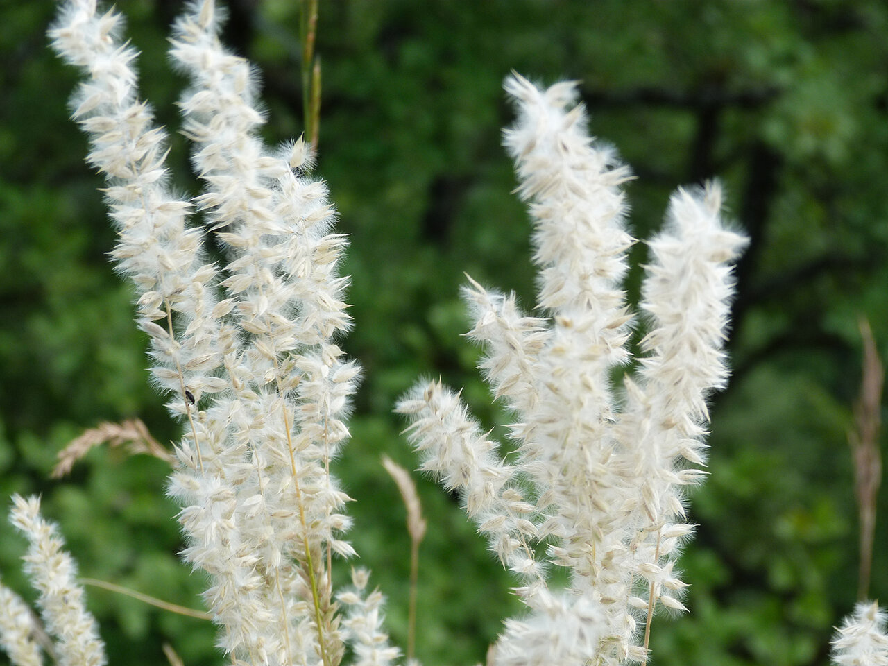 Melica Ciliata