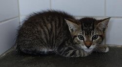 Photo d'un(e) EUROPEEN CHATON