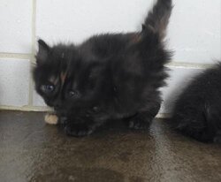 Photo d'un(e) X ANGORA CHATON