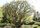 arbre25 Noisetier tortueux