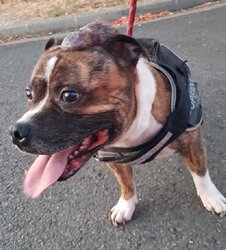 Photo d'un(e) X STAFFORDSHIRE TERR