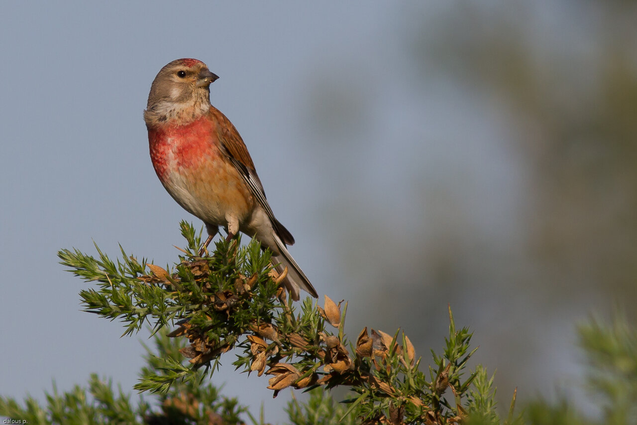 Linotte mélodieuse