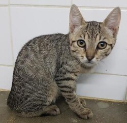 Photo d'un(e) EUROPEEN CHATON