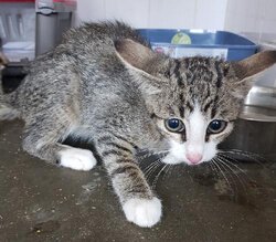 Photo d'un(e) EUROPEEN CHATON