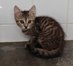 Photo d'un(e) EUROPEEN CHATON