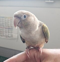 Photo d'un(e) CONURE PYRRHURA MOLI