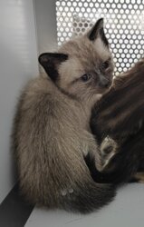 Photo d'un(e) EUROPEEN CHATON