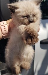 Photo d'un(e) EUROPEEN CHATON