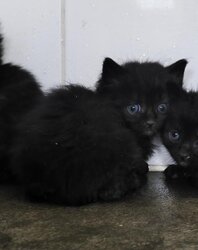 Photo d'un(e) X ANGORA CHATON