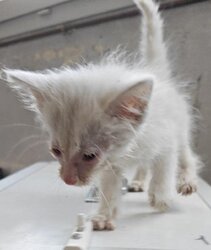 Photo d'un(e) EUROPEEN CHATON