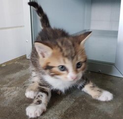 Photo d'un(e) EUROPEEN CHATON