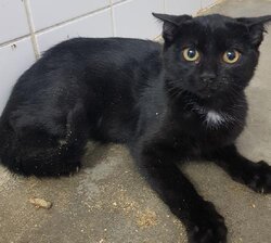 Photo d'un(e) EUROPEEN CHATON
