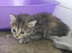 Photo d'un(e) X ANGORA CHATON