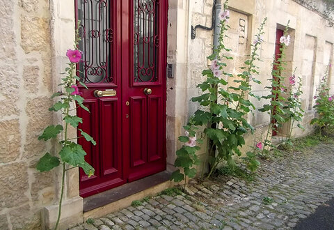 Photo de roses trémières le long d'une mur