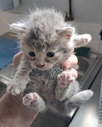 Photo d'un(e) EUROPEEN CHATON