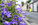 Entretien des trottoirs fleuris