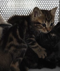 Photo d'un(e) EUROPEEN CHATON
