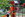 Plaine de jeux des Brizeaux (3-6 ans) Plaine de jeux des Brizeaux (3-6 ans)