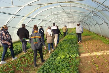 Membres du club restauration collective en visite dans une serre maraîchère de l'association Nature solidaire à Magné
