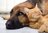 Chien et chat © DR