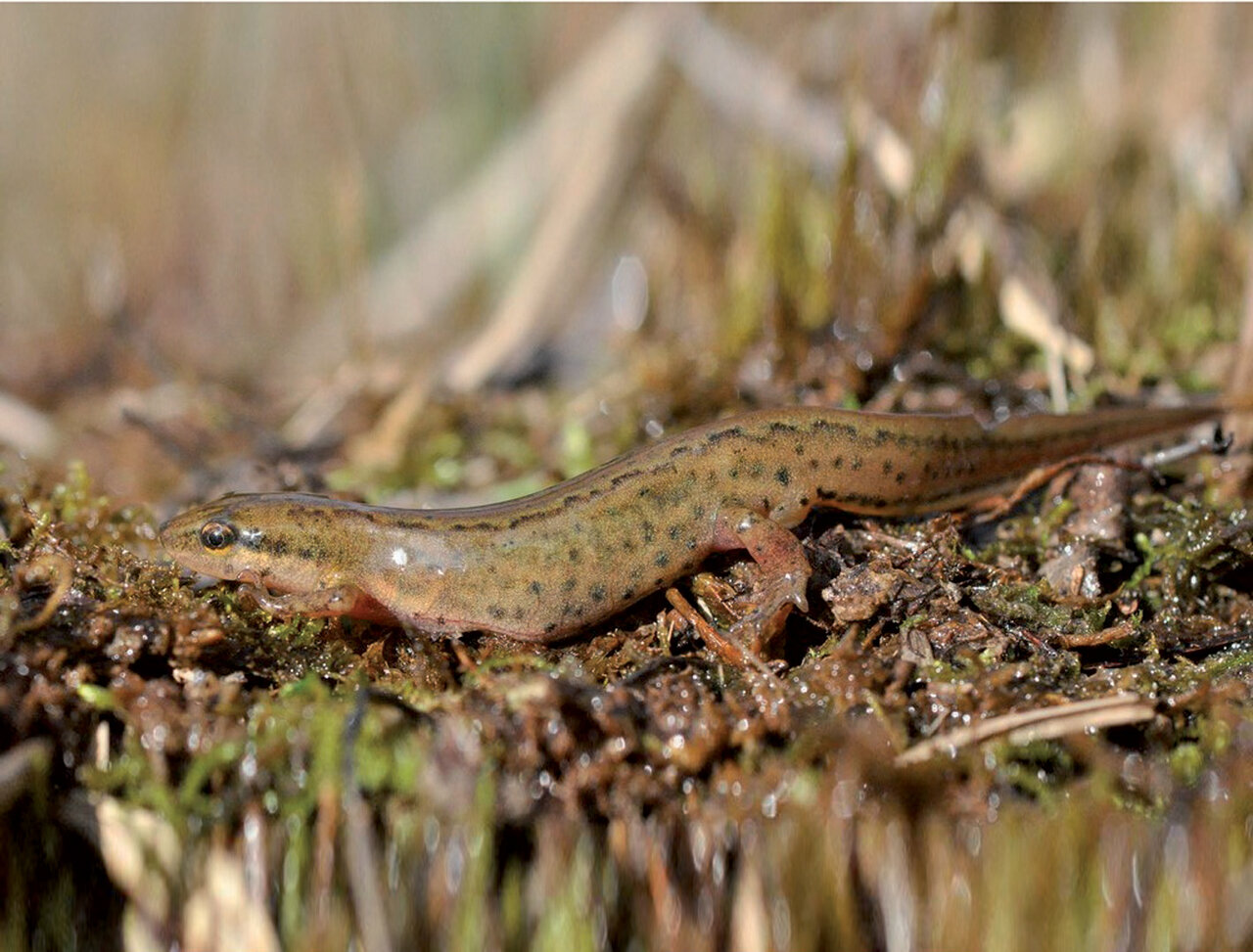 Triton palmé. Dès la fin de l'hiver et durant tout le printemps, tritons et grenouilles rejoignent les points d'eau pour s'accoupler ©F. Conort-DSNE