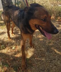 Photo de TIKO, BERGER BELGE