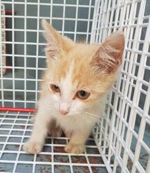 Photo d'un(e) EUROPEEN CHATON