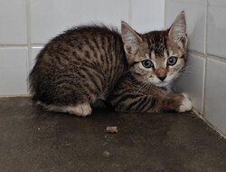 Photo d'un(e) EUROPEEN CHATON