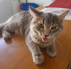 Photo d'un(e) EUROPEEN CHATON