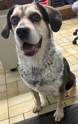 Photo d'un(e) BEAGLE