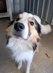Photo de P1, BORDER COLLIE