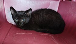 Photo d'un(e) EUROPEEN CHATON