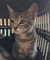 Photo d'un(e) EUROPEEN CHATON